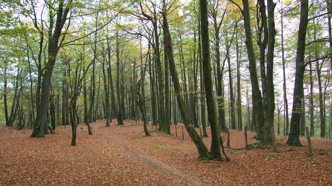 Ingurua
