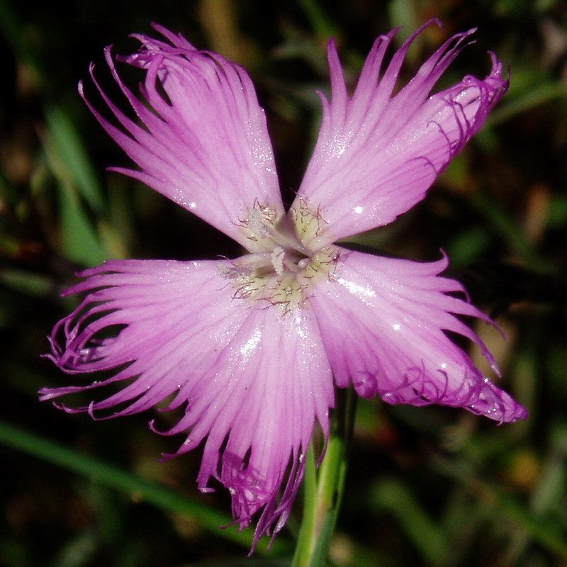 Lorea