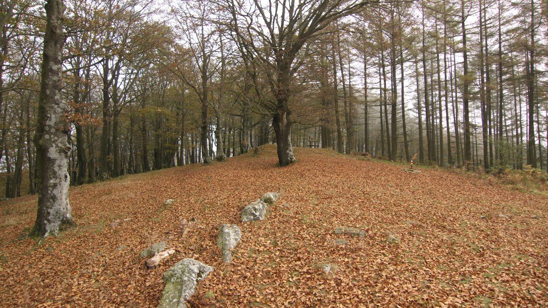 Tontorra