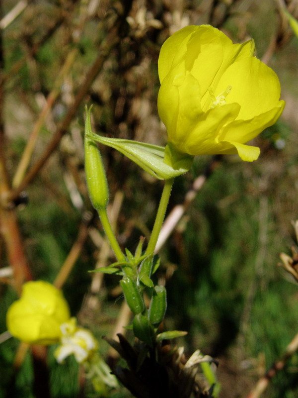 Lorea