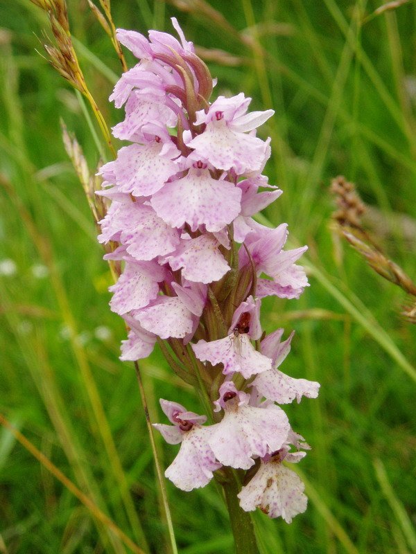 Dactylorhiza maculata