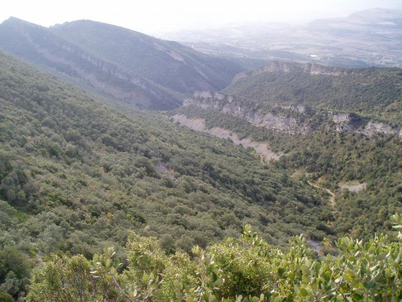 Jauregiak