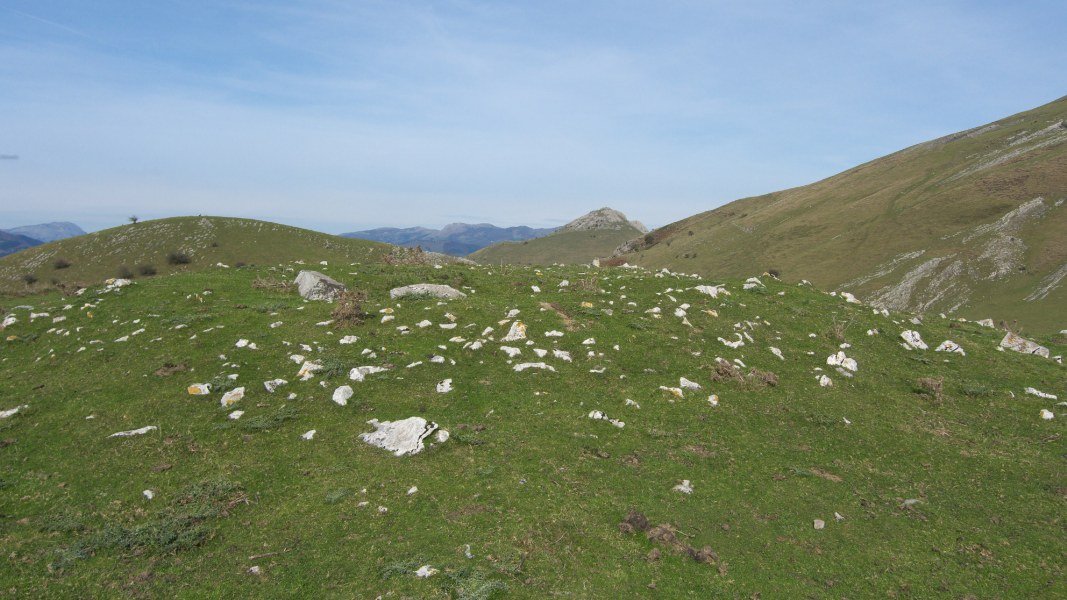 Tumulua