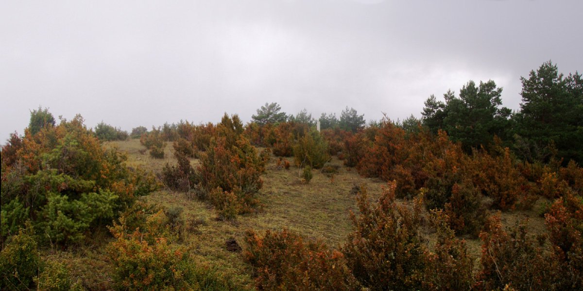 Torres, gailurra