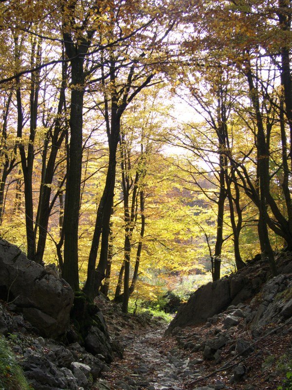 Baiarrateko bidea