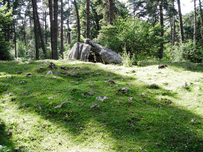 Albi  trikuharria