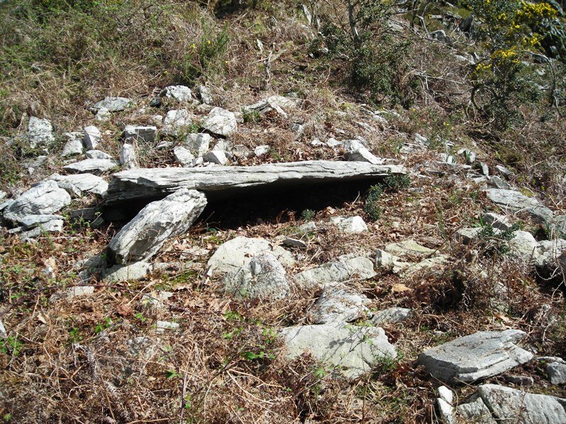 Arregi trikuharria
