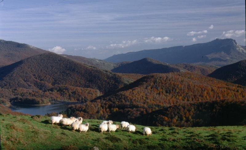ardiak paradisuan