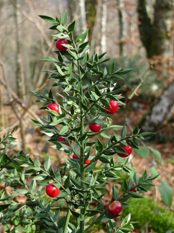 Hostoak eta fruituak, urtarrilaren hasieran.