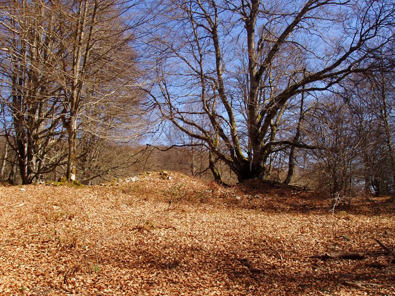 Aileta
