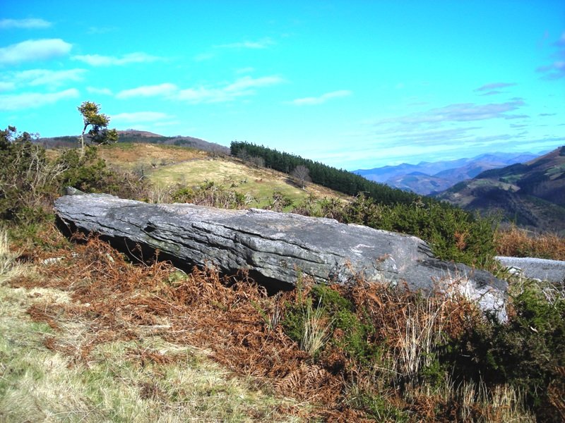 Azpilleta zutarria