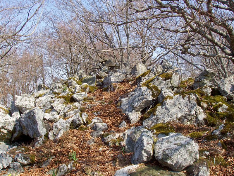 Gailurra
