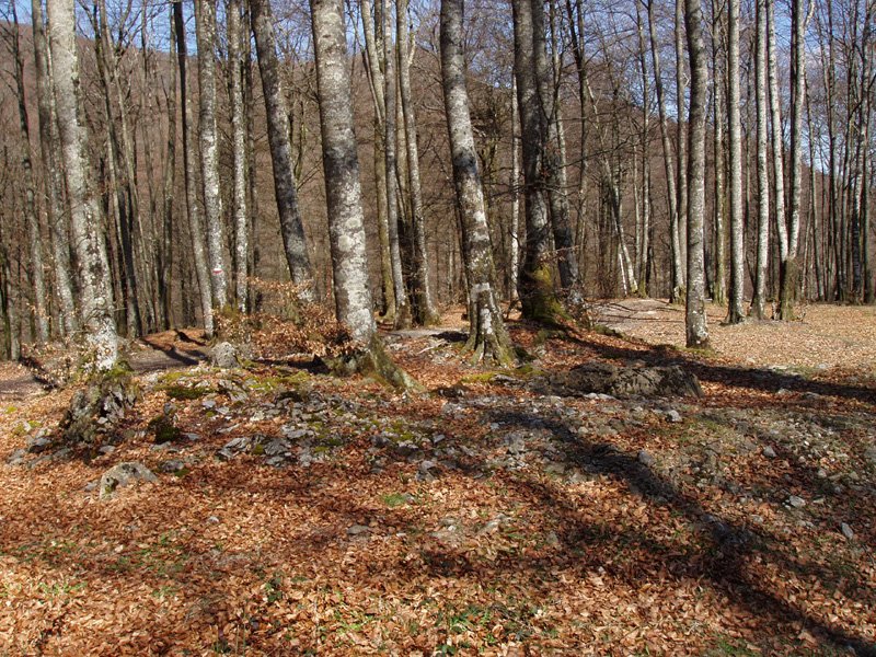 Mugasoro