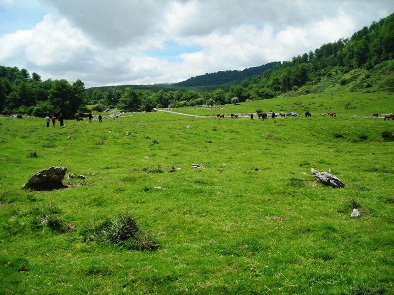 Axpageta harrespila
