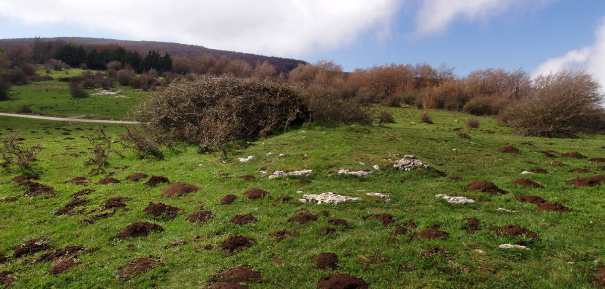 Berrendizelai
