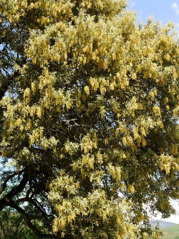Artea loretan
