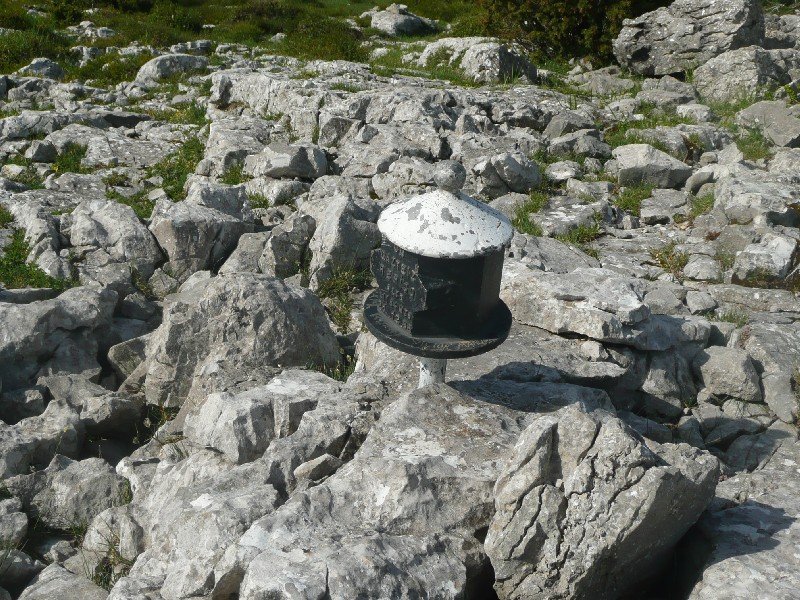 Buzoia