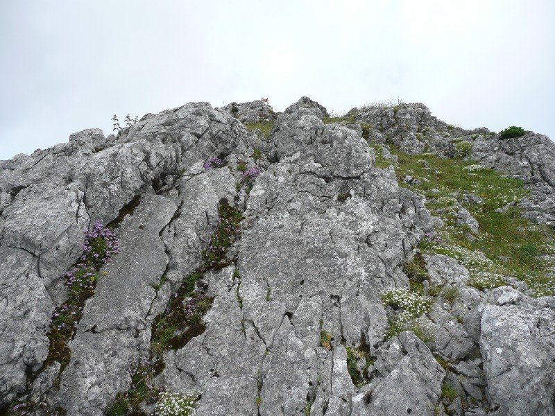 Tontorra