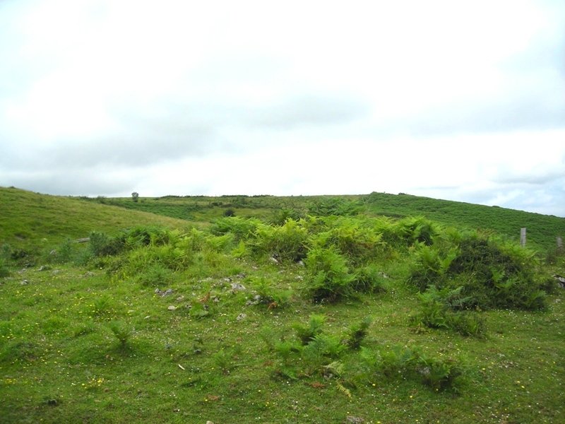 Arborte tumulua