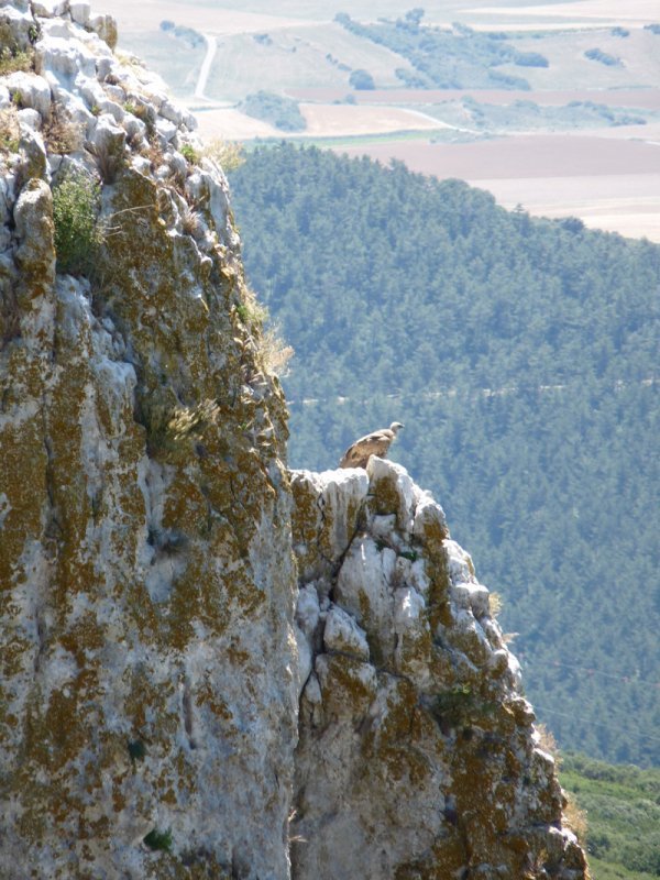 Putrea bere talaian
