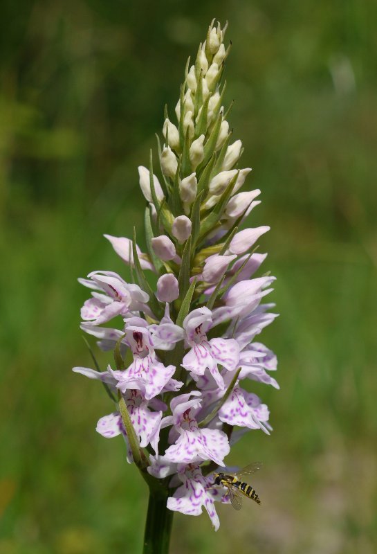 Txoritokieta, Gipuzkoa.