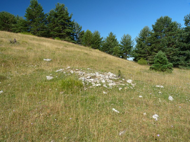 Adazidoia tumulua