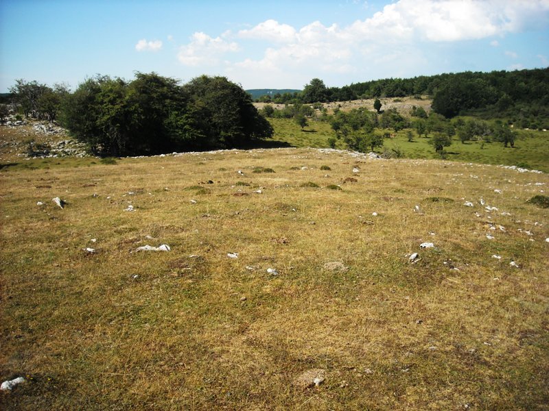 Bardoiza