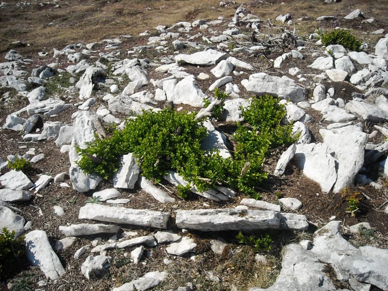 El Vínculo
