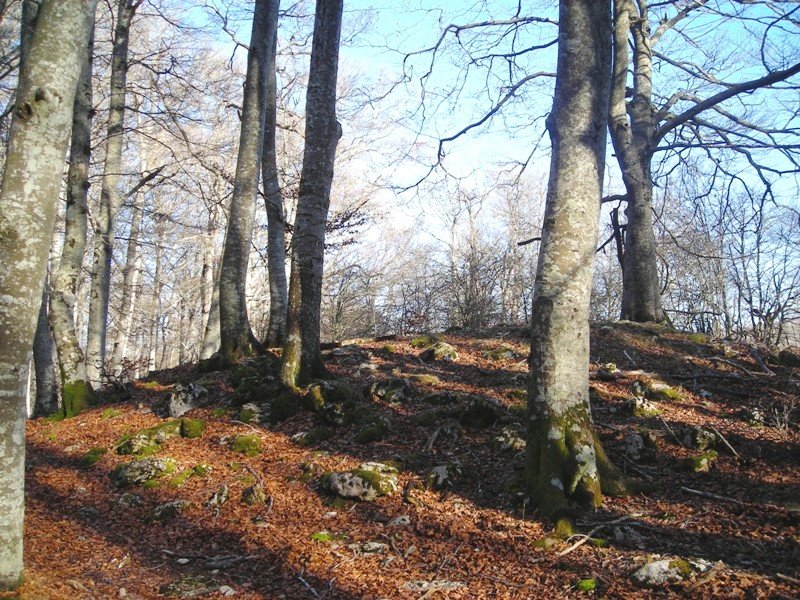 Kortagaña