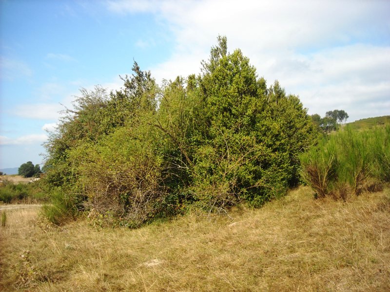 Larburua