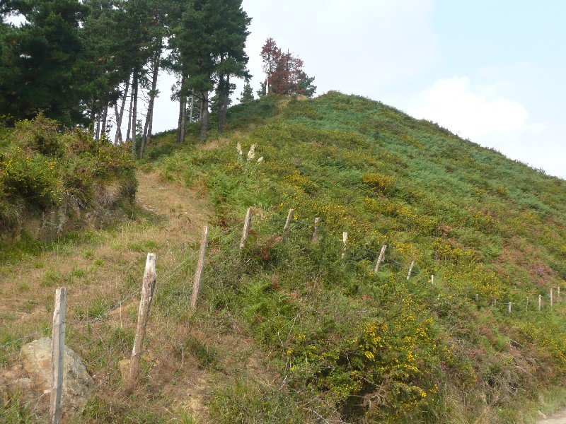 Tontor Berria