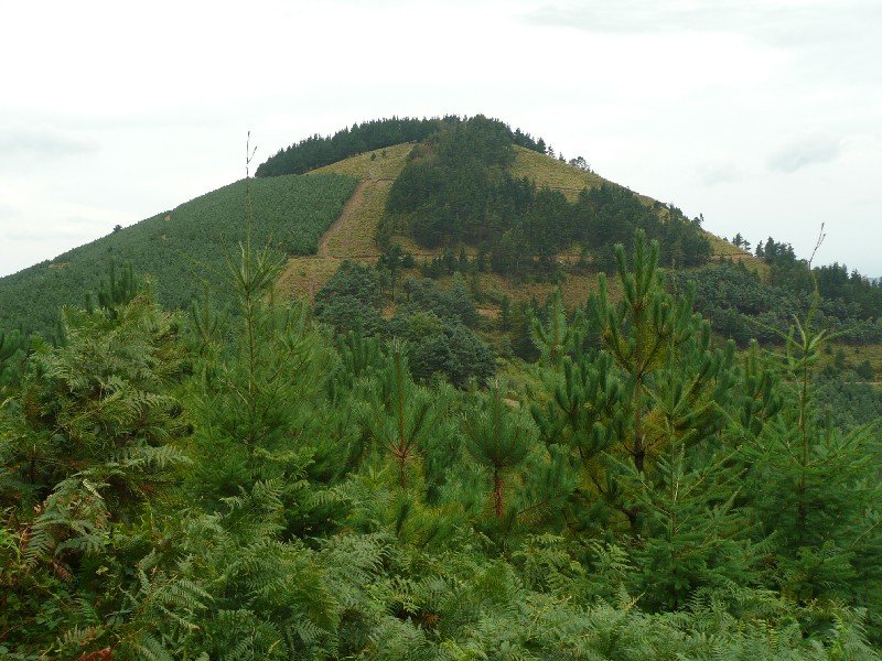 Pico Mayor