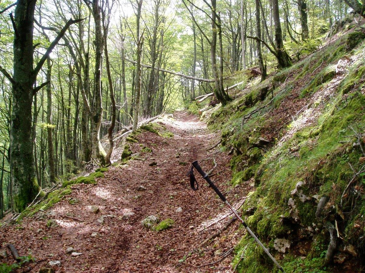 Bidea aldatzbehera