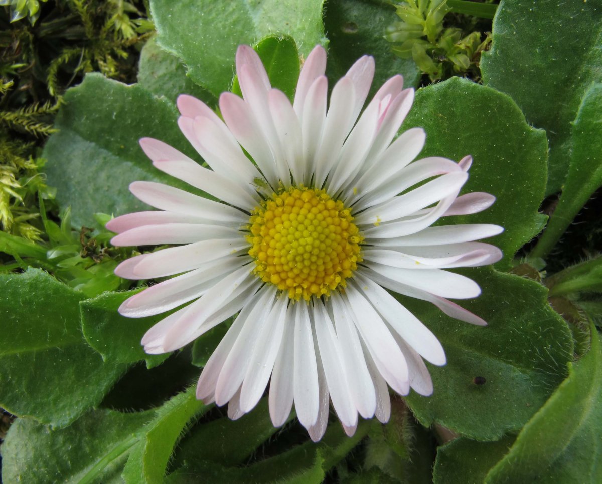 Bellis perennis