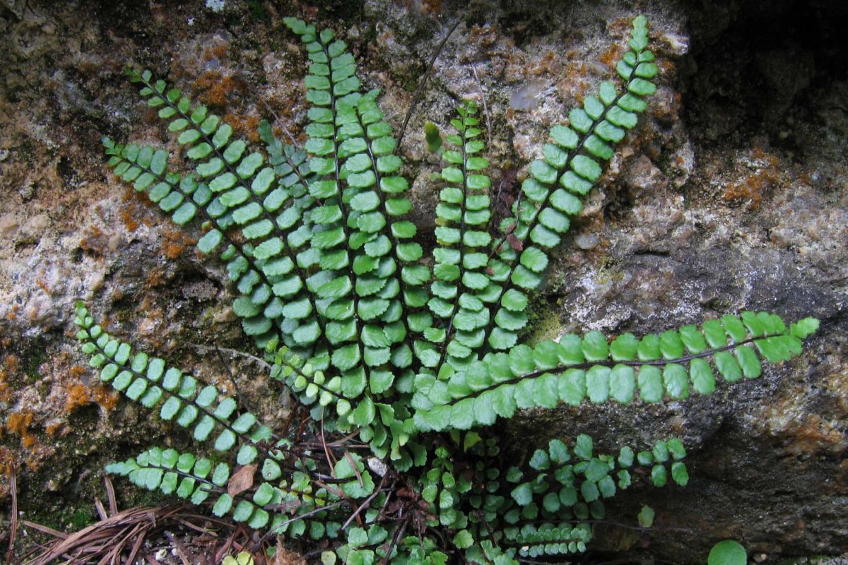 Asplenium trichomanes