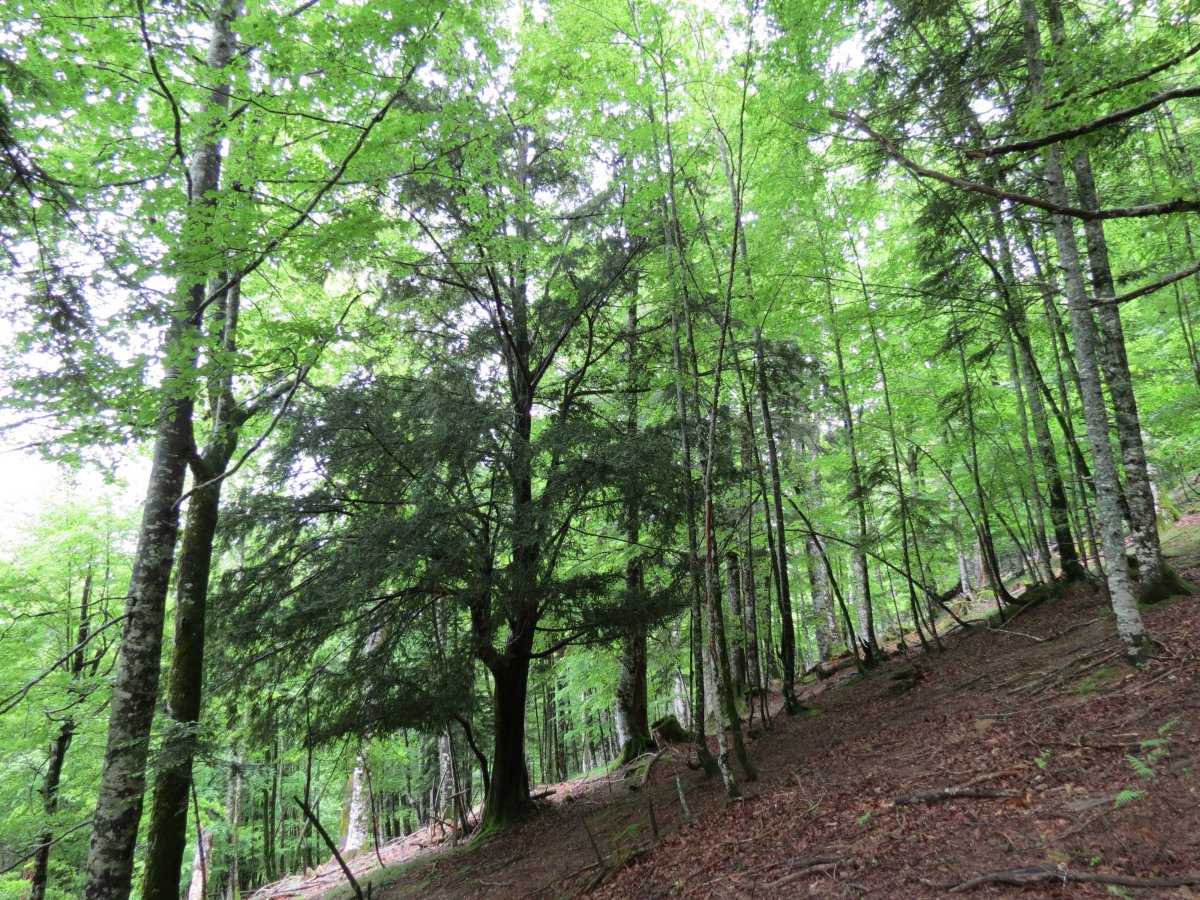 Taxus buccata