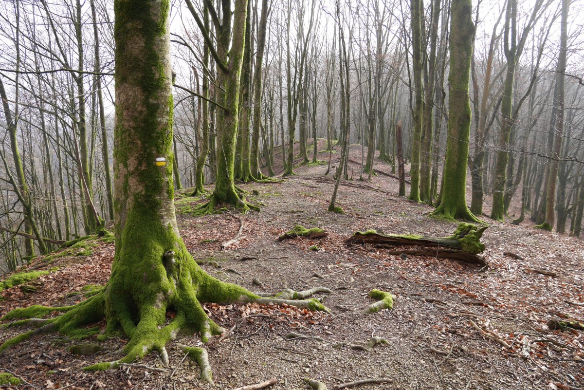 Gorostegitik Oberan aldera jaisten