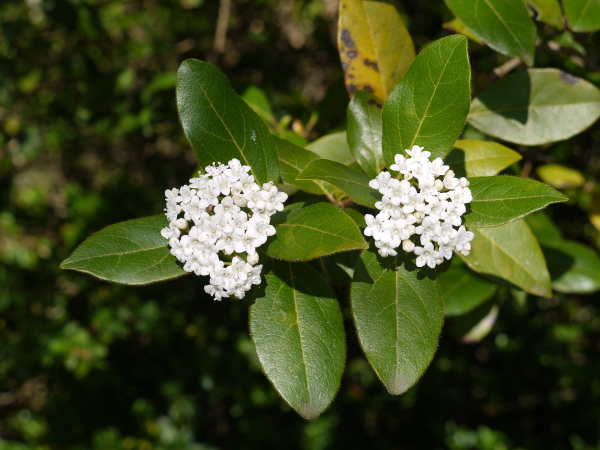 Viburnum tinus, San Pelaio ermitarako bidean