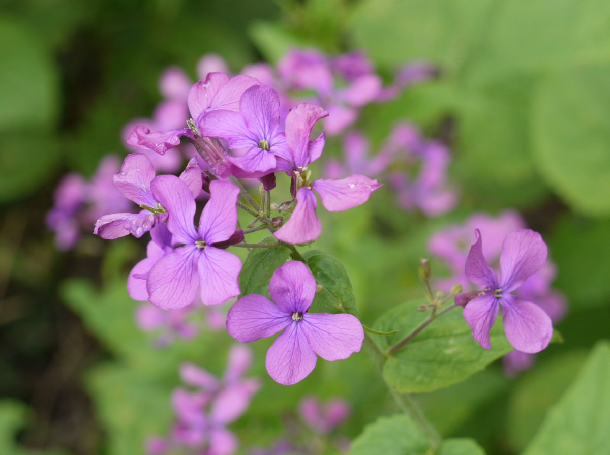 Lunaria annua, Zuñiga