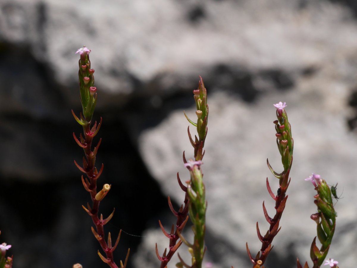 Centranthus calcitrapae, loreak.