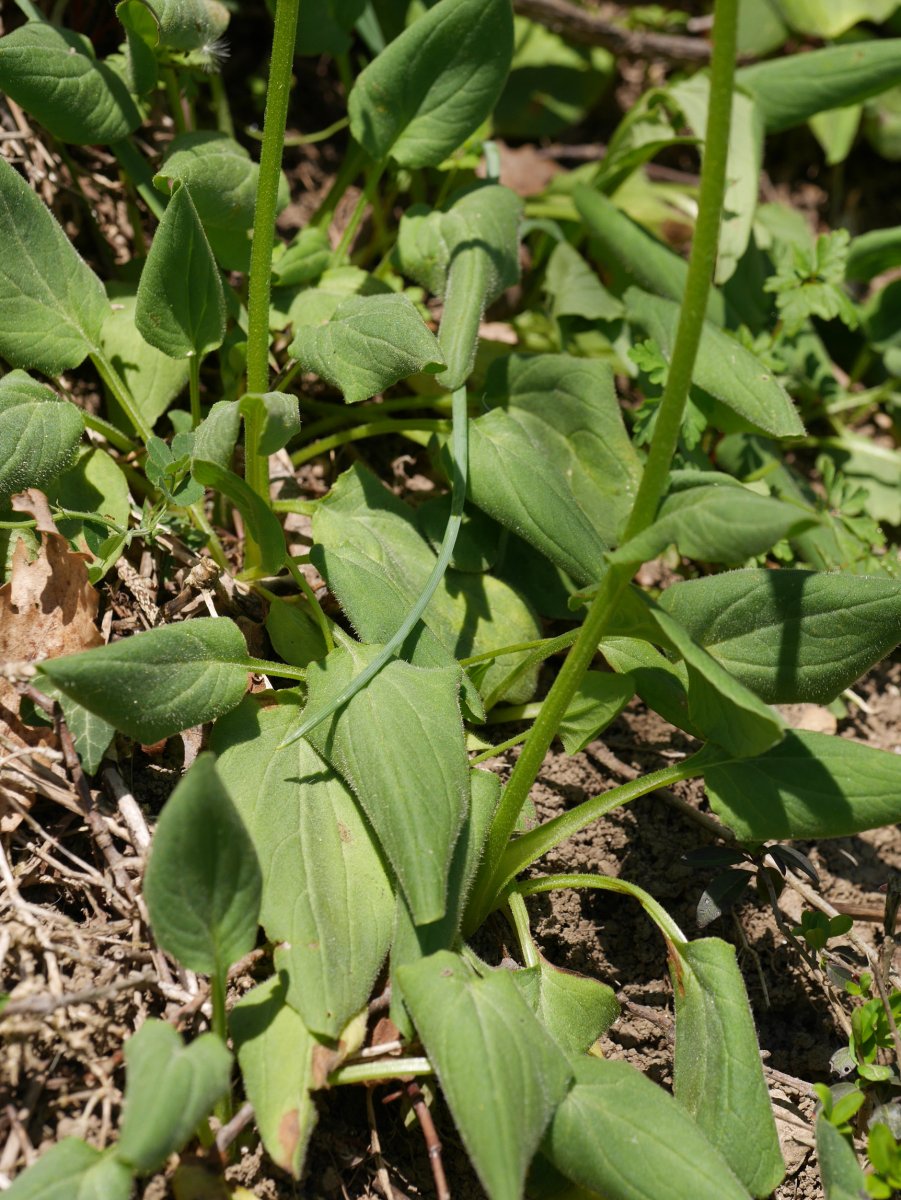 Doronicum plan­ta­gi­neum, Ilarduia aldean