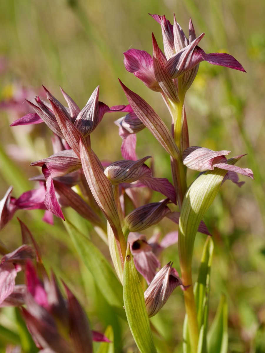 Landarea, Astigarragako Bentaren inguruetan