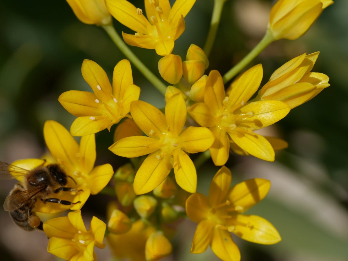 Allium moly, Irurtzun aldean
