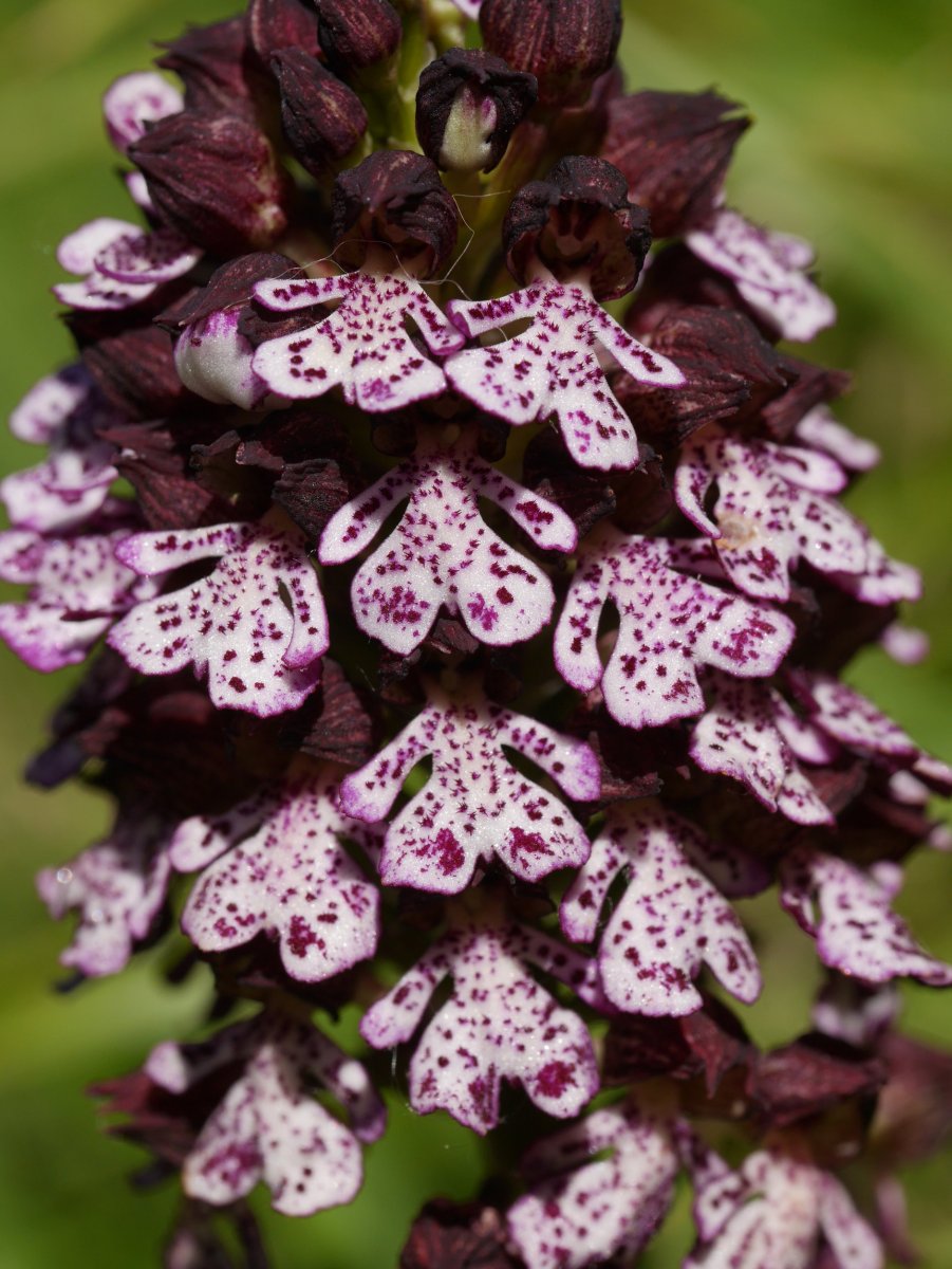 Orchis purpurea, Irurtzun aldean