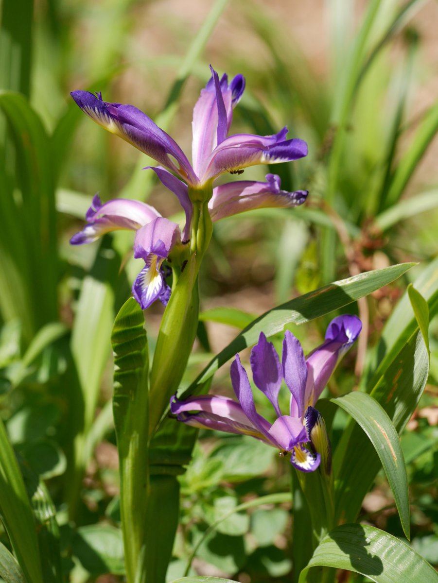 Iris graminea, Irurtzun aldean