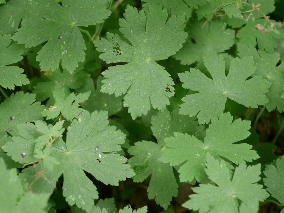 Geranium phaeum, Bidasoa aldean