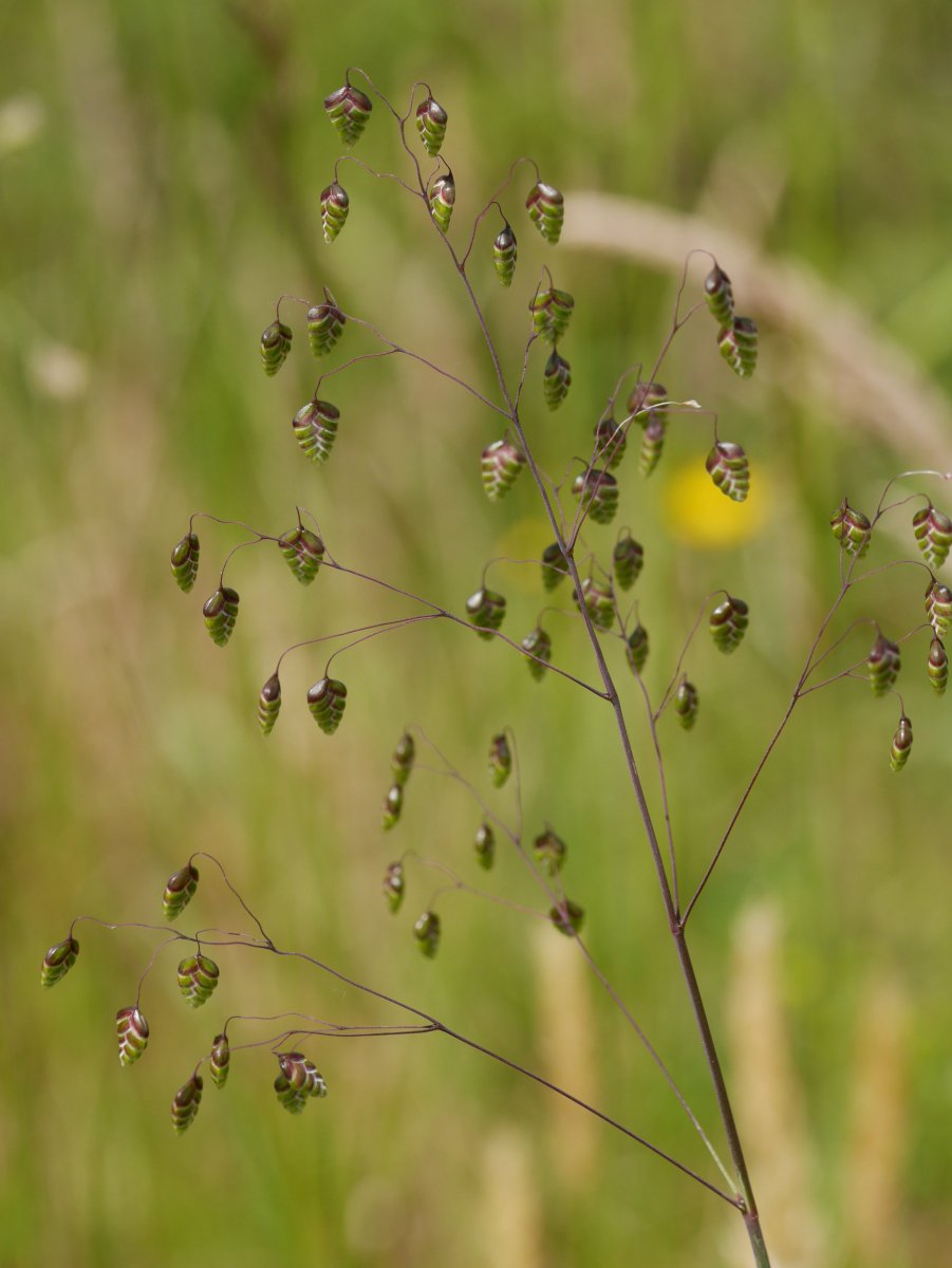 Briza media, Astigarraga aldean
