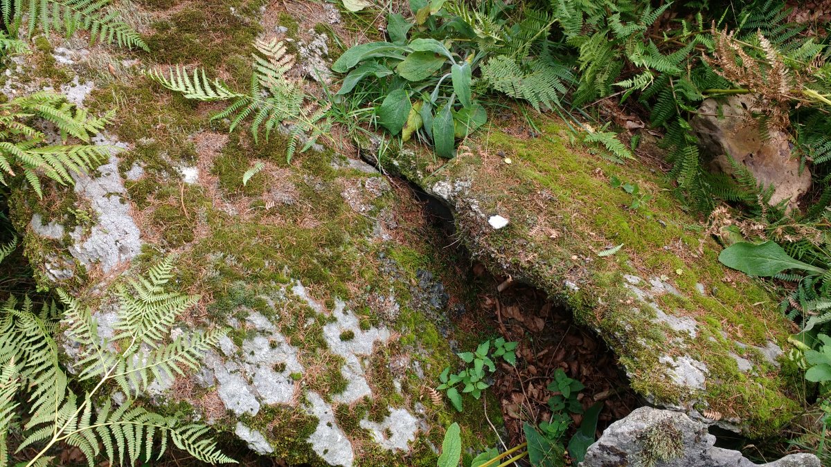 Aitzpuruko Zabala Trikuharria 2