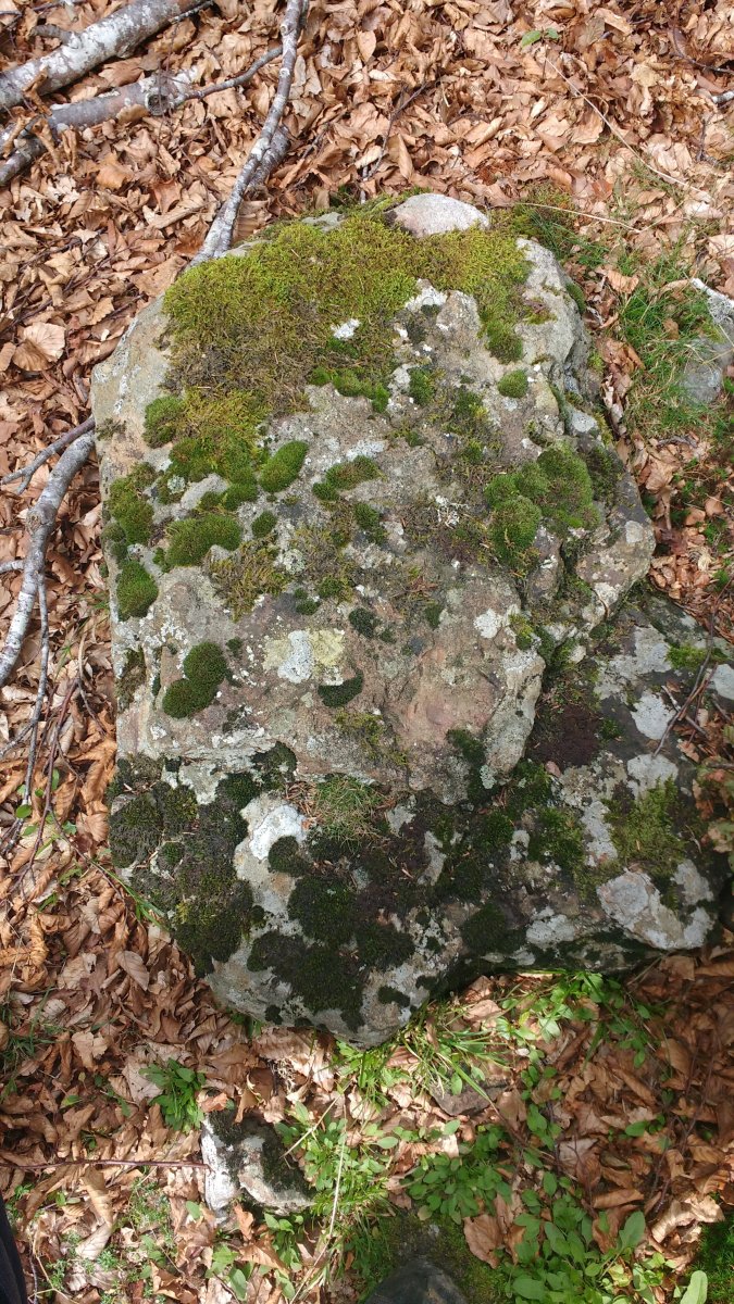 Pagarreta trikuharria 3