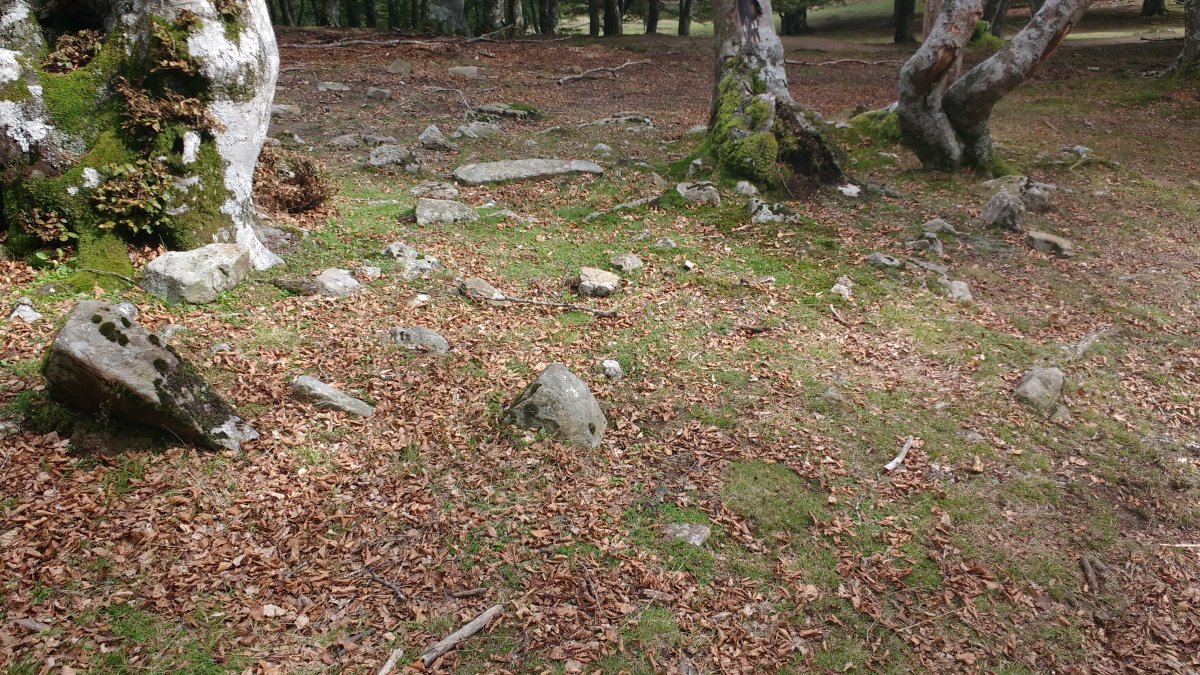 Pagarreta trikuharria 2